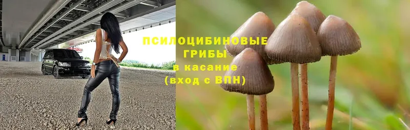 KRAKEN tor  даркнет сайт  Щёкино  Галлюциногенные грибы Magic Shrooms 